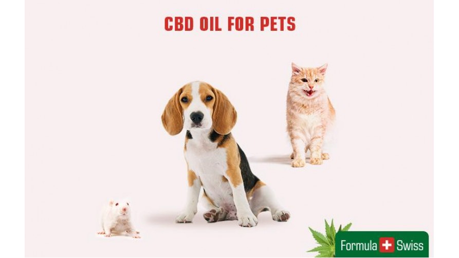 Why use CBD for pets?