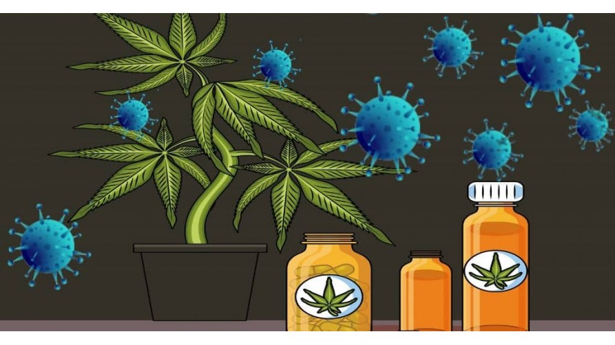 Role of Cannabis and CBD in Light of COVID-19 Outbreak